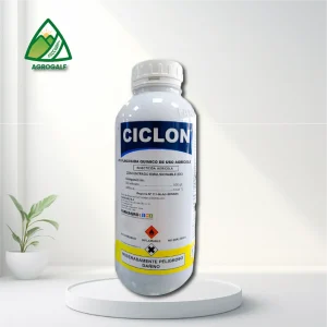 ciclon